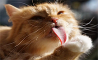 猫一直吐舌头喘气是怎么回事
