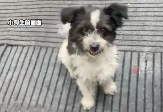 烧烤店的看门狗,半夜被戴口罩男子用弩弓射杀! 烧烤店的看门狗,半夜被戴口罩男子用弩弓射杀!