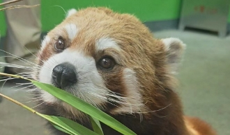铁盒小熊猫多少钱