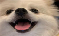 哪些狗狗适合家庭养