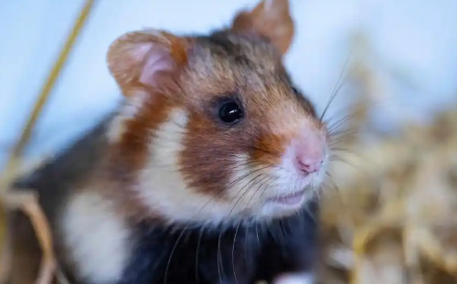 今日科普:布丁仓鼠容易死吗? 今日科普:布丁仓鼠容易死吗?