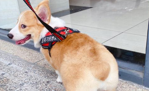威尔斯柯基犬为什么不建议养？养之前不得不了解的饲养难题
