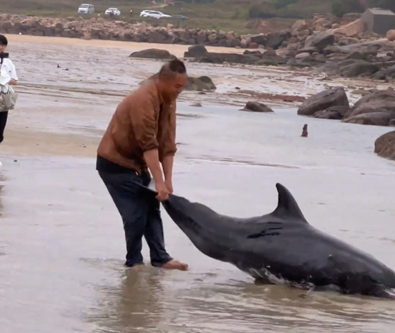 海豚搁浅 该不该拖上浅滩?平潭一男子救助海豚引争议 海豚搁浅 该不该拖上浅滩?平潭一男子救助海豚引争议