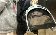 小奶猫养多大之后可以自主进食