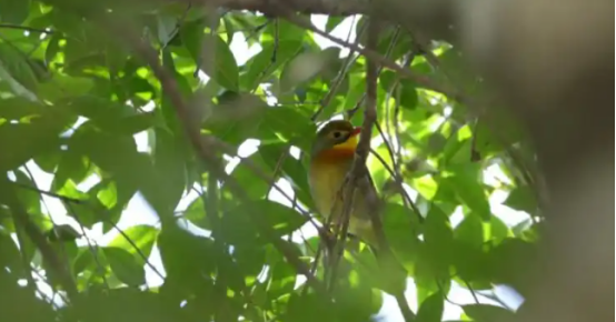 江西庐山发现国家二级保护野生动物红嘴相思鸟