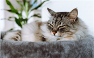 猫瘟发病时猫咪体温会有啥变化