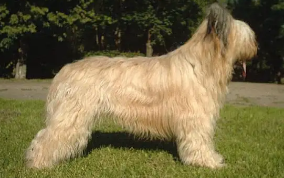 伯瑞犬选购指南：公犬与母犬的差异解析