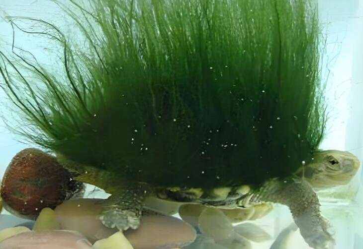 怎么做绿毛龟 怎么做绿毛龟