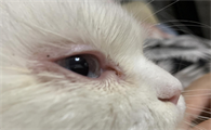 猫咪眼睛周围有点红肿