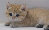 猫咪骨折打石膏固定要多久拆除