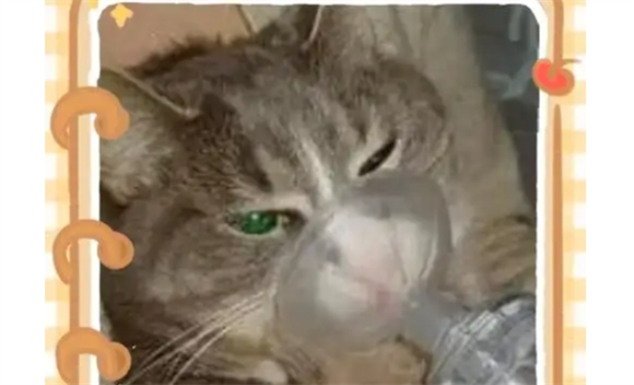 猫咪流眼泪眼屎多是怎么回事啊 猫咪流眼泪眼屎多是怎么回事啊