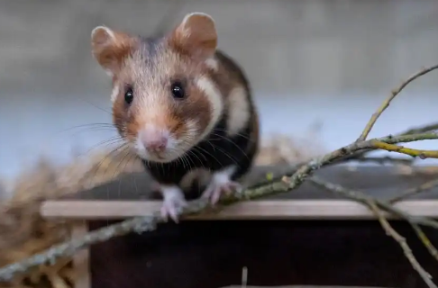 今日科普:布丁仓鼠容易死吗? 今日科普:布丁仓鼠容易死吗?