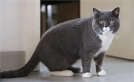 猫咪骨折后怎么预防再次受伤