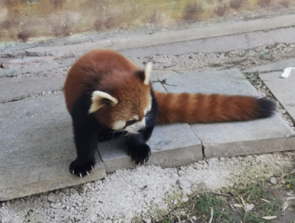 小熊猫价格多少钱