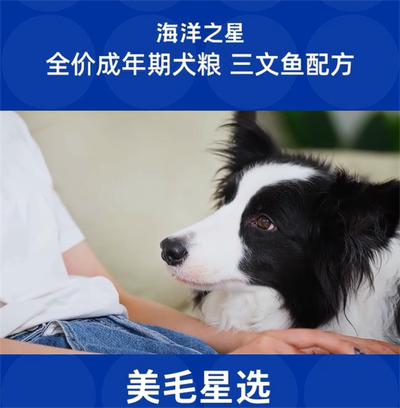 边牧狗粮排行榜!海洋之星狗粮值得一试 边牧狗粮排行榜!海洋之星狗粮值得一试