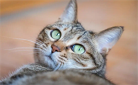猫咪抑郁症要定期复查吗