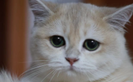 猫咪叹气是怎么回事