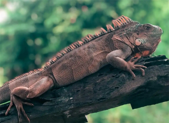营养需求解析:为你的蜥蜴提供最佳的食物选择 营养需求解析:为你的蜥蜴提供最佳的食物选择