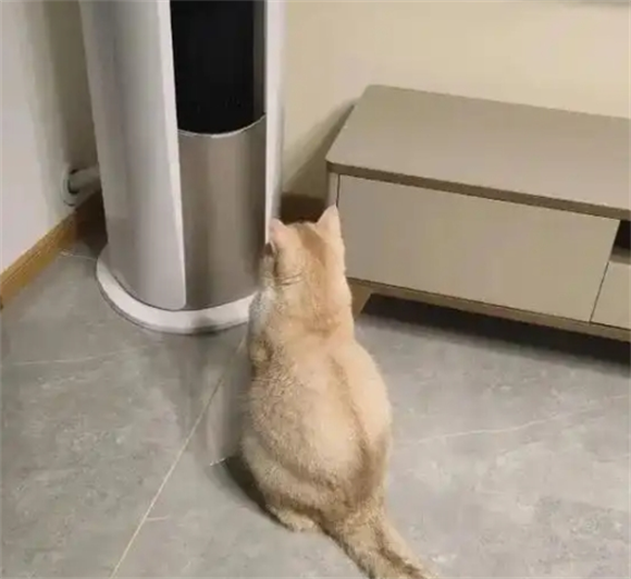 猫喜欢吹空调吗 猫喜欢吹空调吗