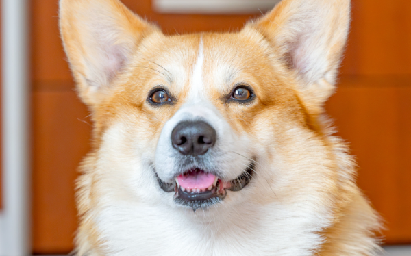 威尔斯柯基犬科学喂养指南，助力轻松养好柯基