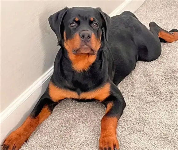 罗威纳犬好训练吗，接受能力强