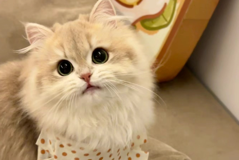 “它经济”爆发，宠物服务岗需求猛增