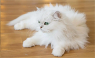 猫洗澡时挣扎厉害该怎么有效安抚