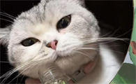 猫咪喝酒了要多久恢复正常