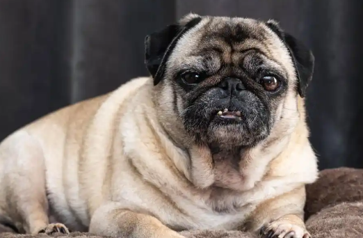 巴哥犬有哪些优点?懒人狂喜! 巴哥犬有哪些优点?懒人狂喜!
