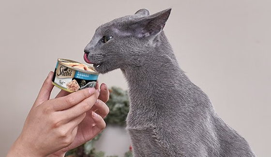 猫罐头吃多少合适？希宝手把手教你精准拿捏！