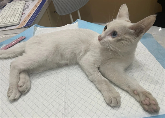 小猫骨折和扭伤的外在表现