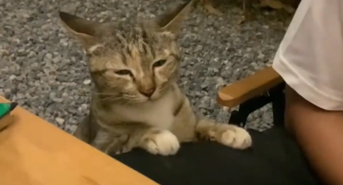 猫咪眯着眼睛想偷吃炸鸡块。猫咪:得笑着,伸手不打笑脸人 猫咪眯着眼睛想偷吃炸鸡块。猫咪:得笑着,伸手不打笑脸人