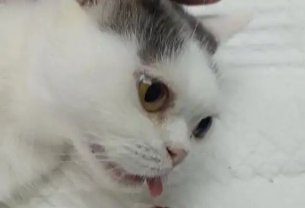 母猫夏天可以绝育吗 母猫夏天可以绝育吗