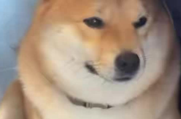 长沙一柴犬在寄养店蹊跷死亡,毛孩子的安全如何守护 长沙一柴犬在寄养店蹊跷死亡,毛孩子的安全如何守护