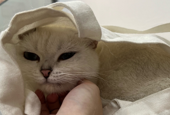 猫着凉了呕吐吃什么药 猫着凉了呕吐吃什么药