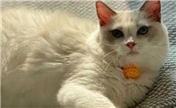 猫咪不驱虫会有哪些症状