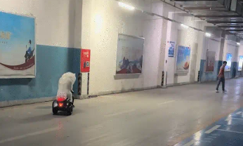 男子偶遇萨摩耶骑电动玩具车,狗子不仅会刹车还会拐弯 男子偶遇萨摩耶骑电动玩具车,狗子不仅会刹车还会拐弯