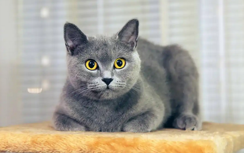 猫跳蚤会让猫咪频繁抓挠耳朵吗
