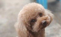 狗狗乳腺肿瘤破裂溃烂能愈合么