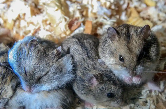 布丁仓鼠——一种非常适合家庭的宠物! 布丁仓鼠——一种非常适合家庭的宠物!