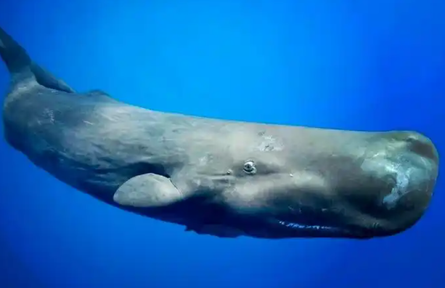 咔哒、咔哒!科学家破译抹香鲸“神秘语音字母表” 咔哒、咔哒!科学家破译抹香鲸“神秘语音字母表”