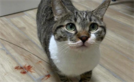 猫咪咳血吃什么药