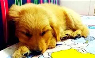 犬瘟怎么得的