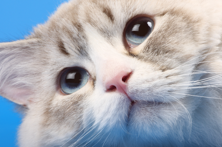 猫咪老是吐怎么回事 猫咪老是吐怎么回事
