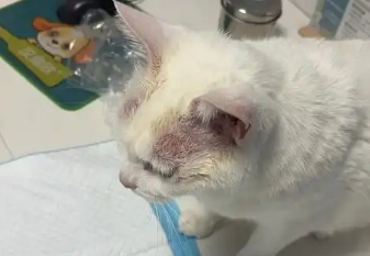 猫得皮炎会传染吗