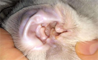 2个月小猫耳朵里面很脏怎么回事