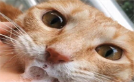 猫咪突然吐白水是什么原因