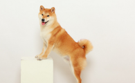 狗打嗝是怎么回事