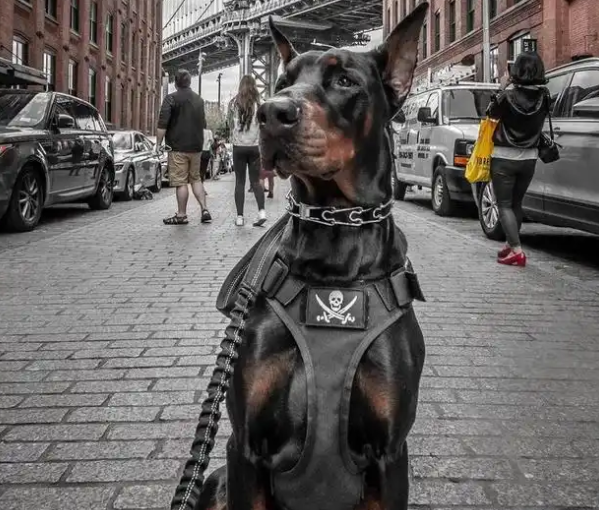 不认识护卫“三剑客”,怎敢说喜欢护卫犬? 不认识护卫“三剑客”,怎敢说喜欢护卫犬?