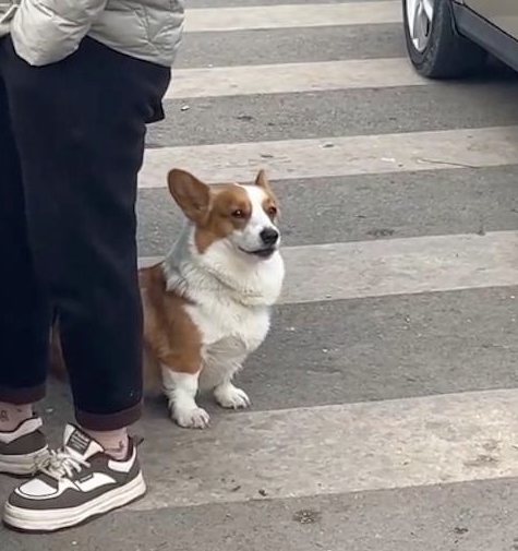 主人在排队买臭豆腐,狗狗在旁边闻得有点想呕吐! 主人在排队买臭豆腐,狗狗在旁边闻得有点想呕吐!